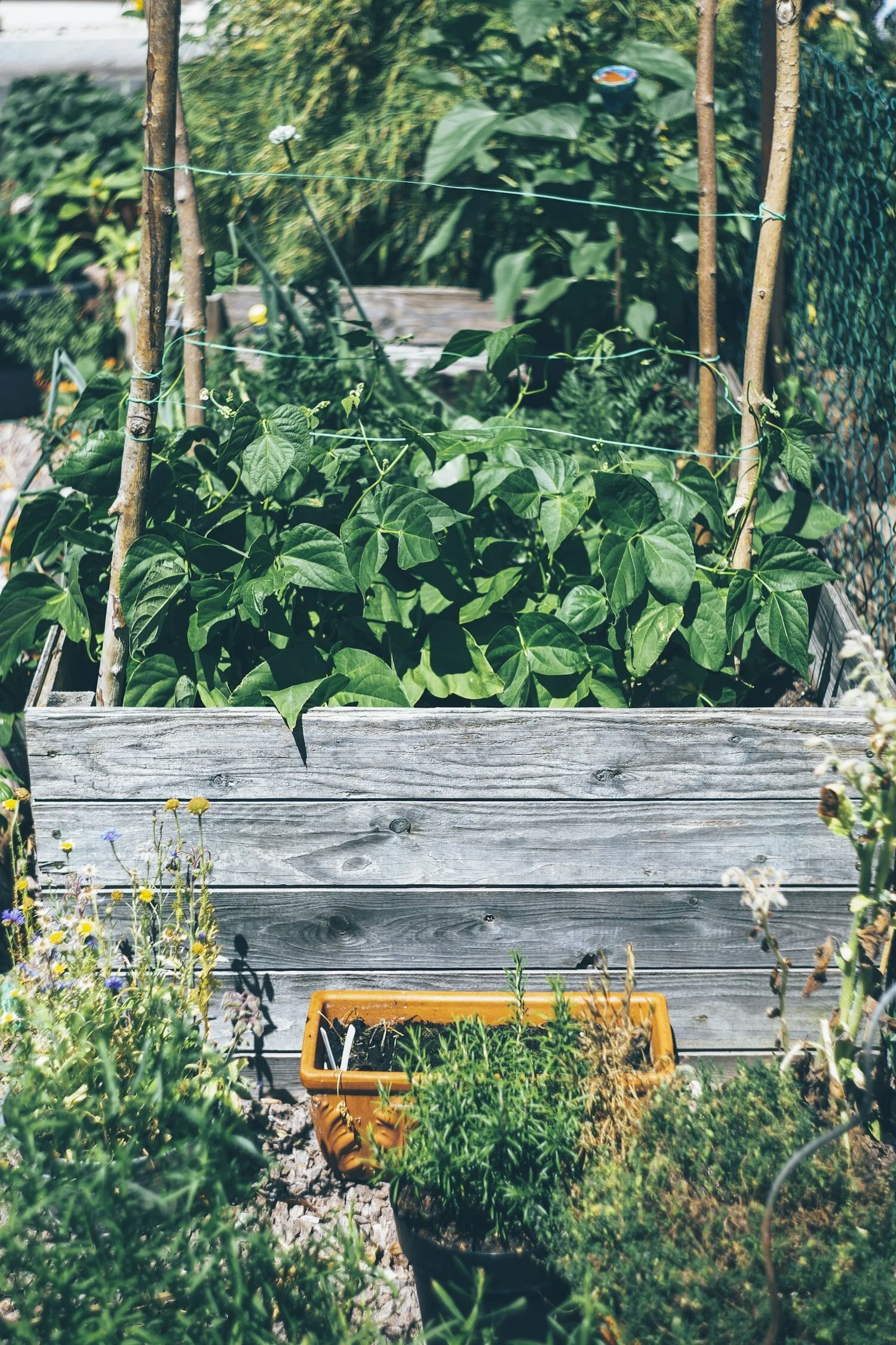 garden.jpeg