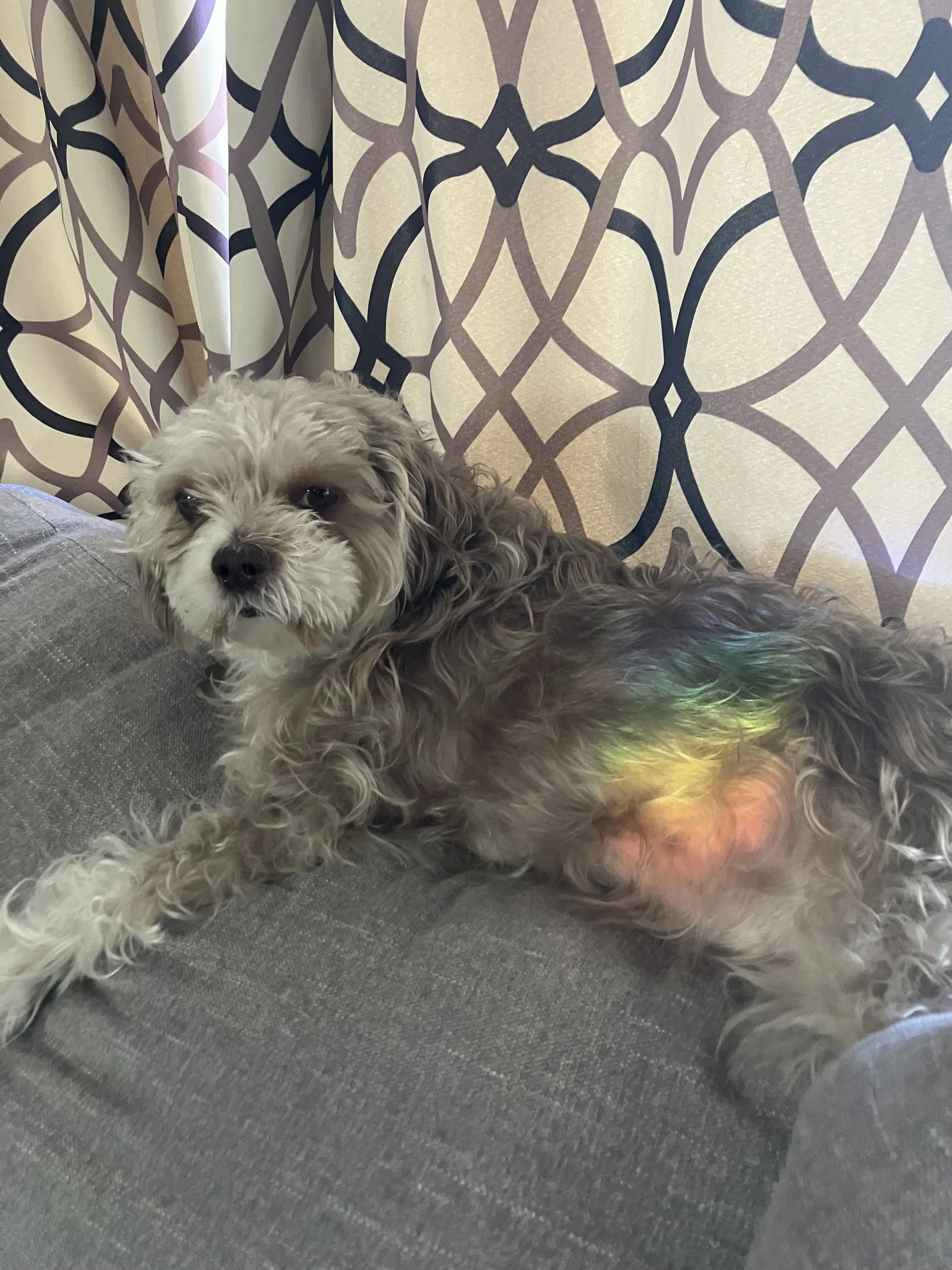 Amelia's dog Lucky soaked in a little rainbow energy.