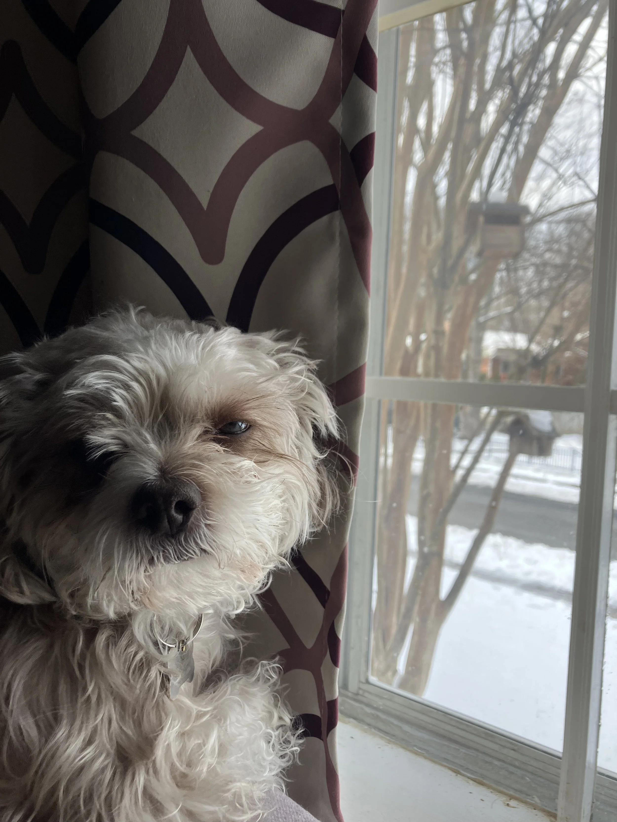 Amelia's dog, Lucky, never tires of posing for photos.