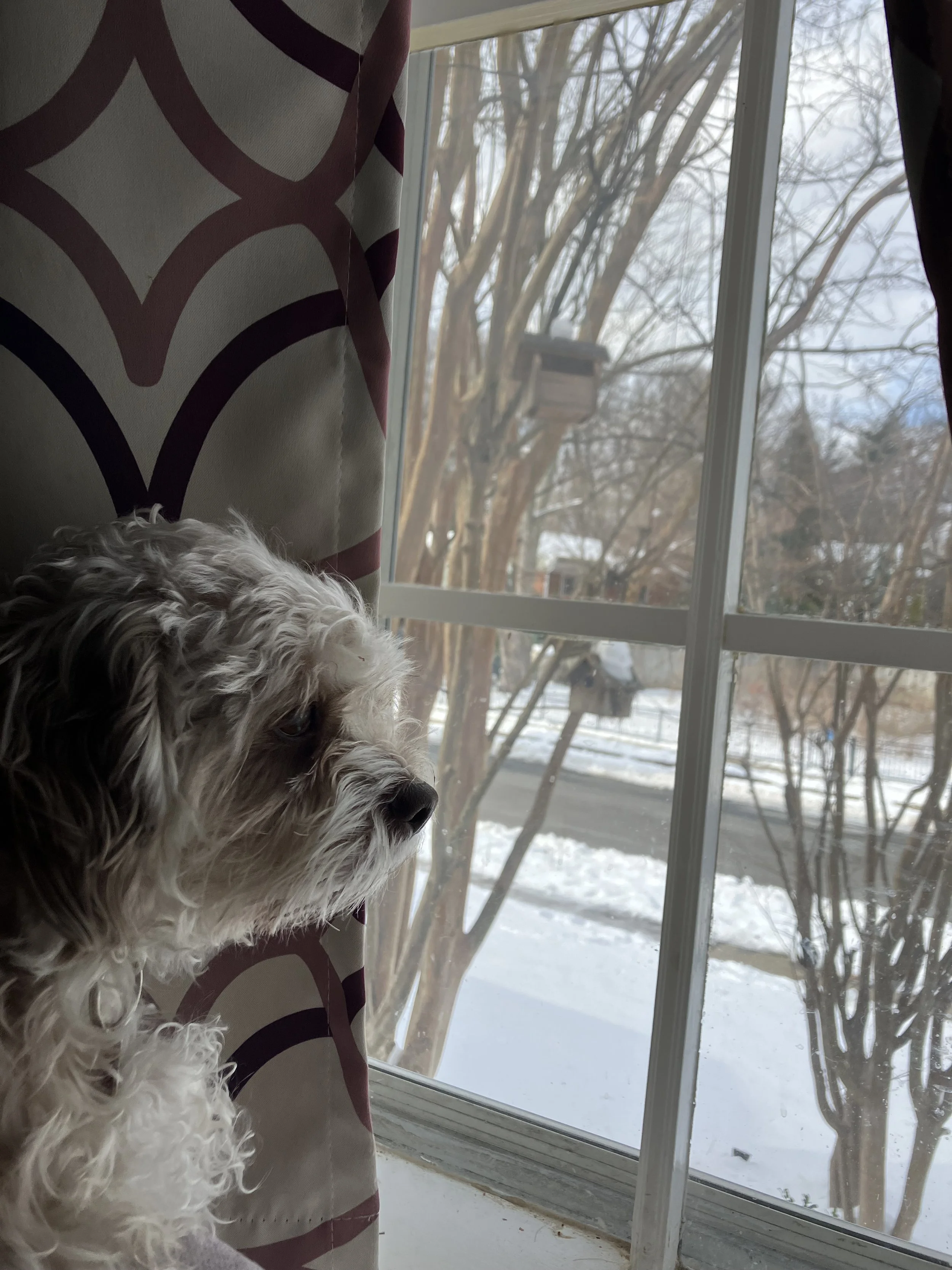 Amelia's dog, Lucky, contemplating whether to go out an play or stay cozy inside.