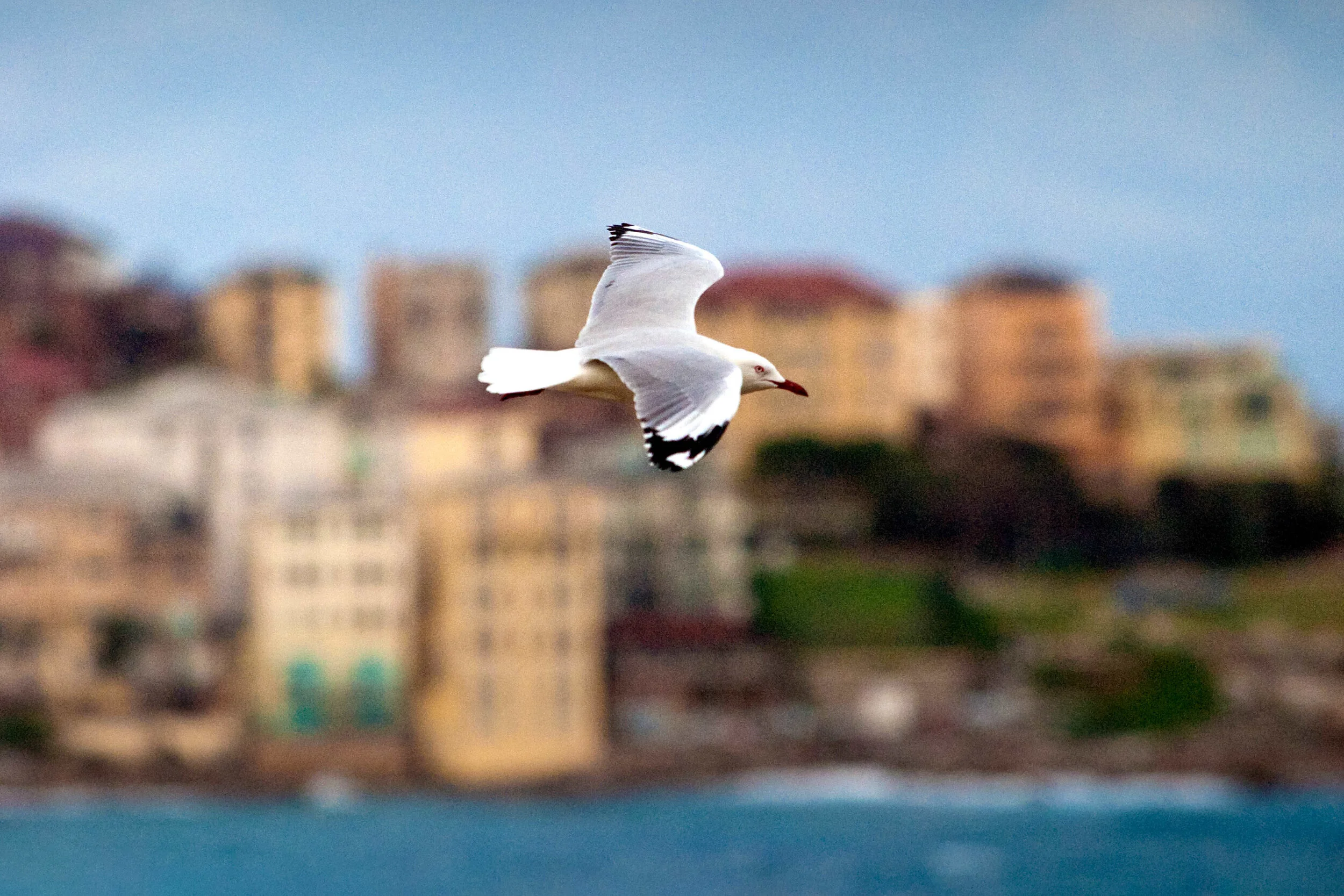 bondi_bird.jpg