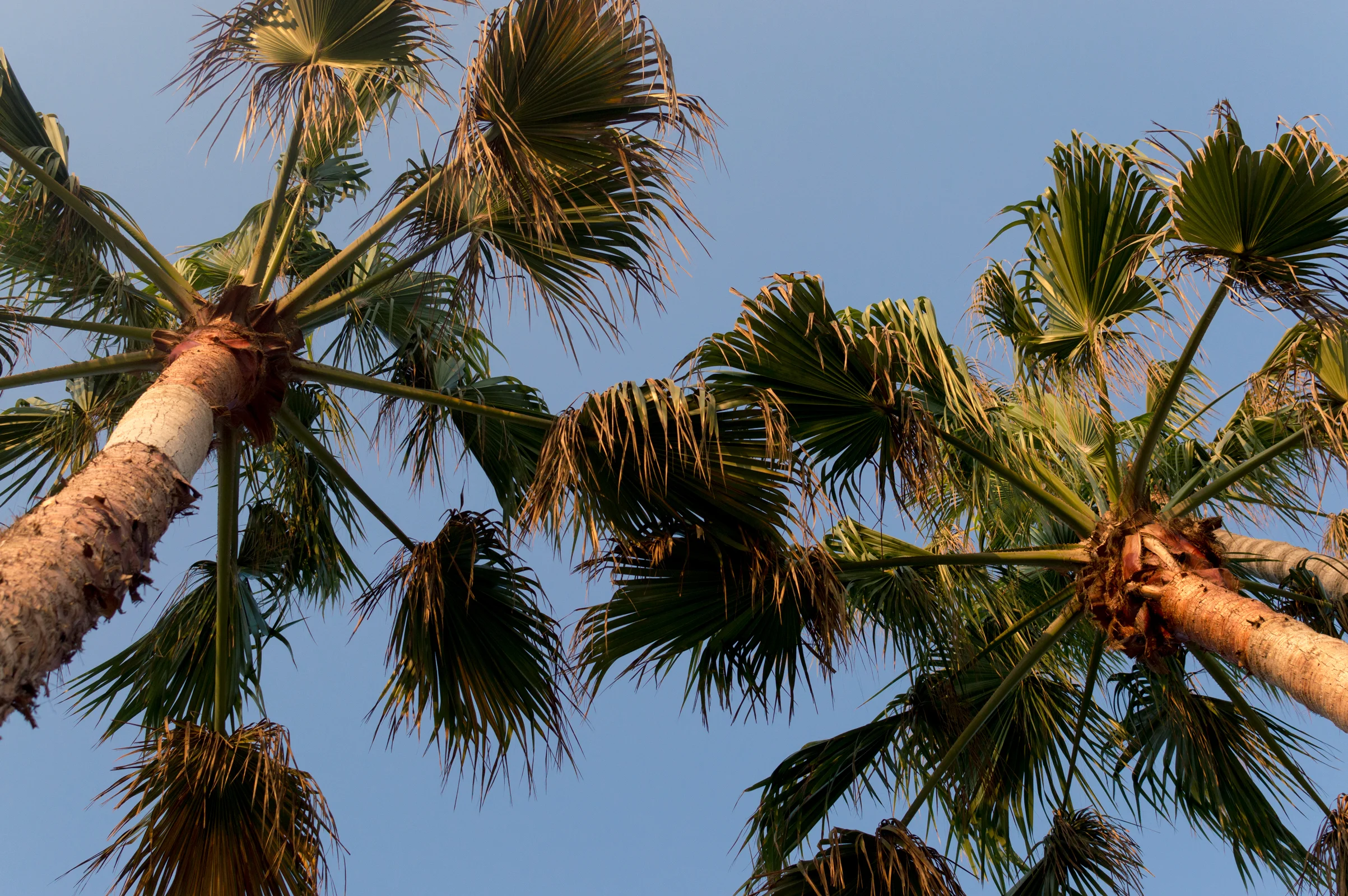 palmtrees.jpg