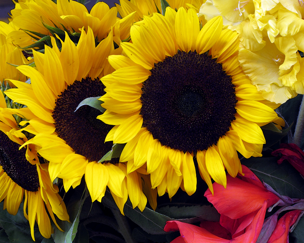 SunflowersBrigh_sqsp.jpg