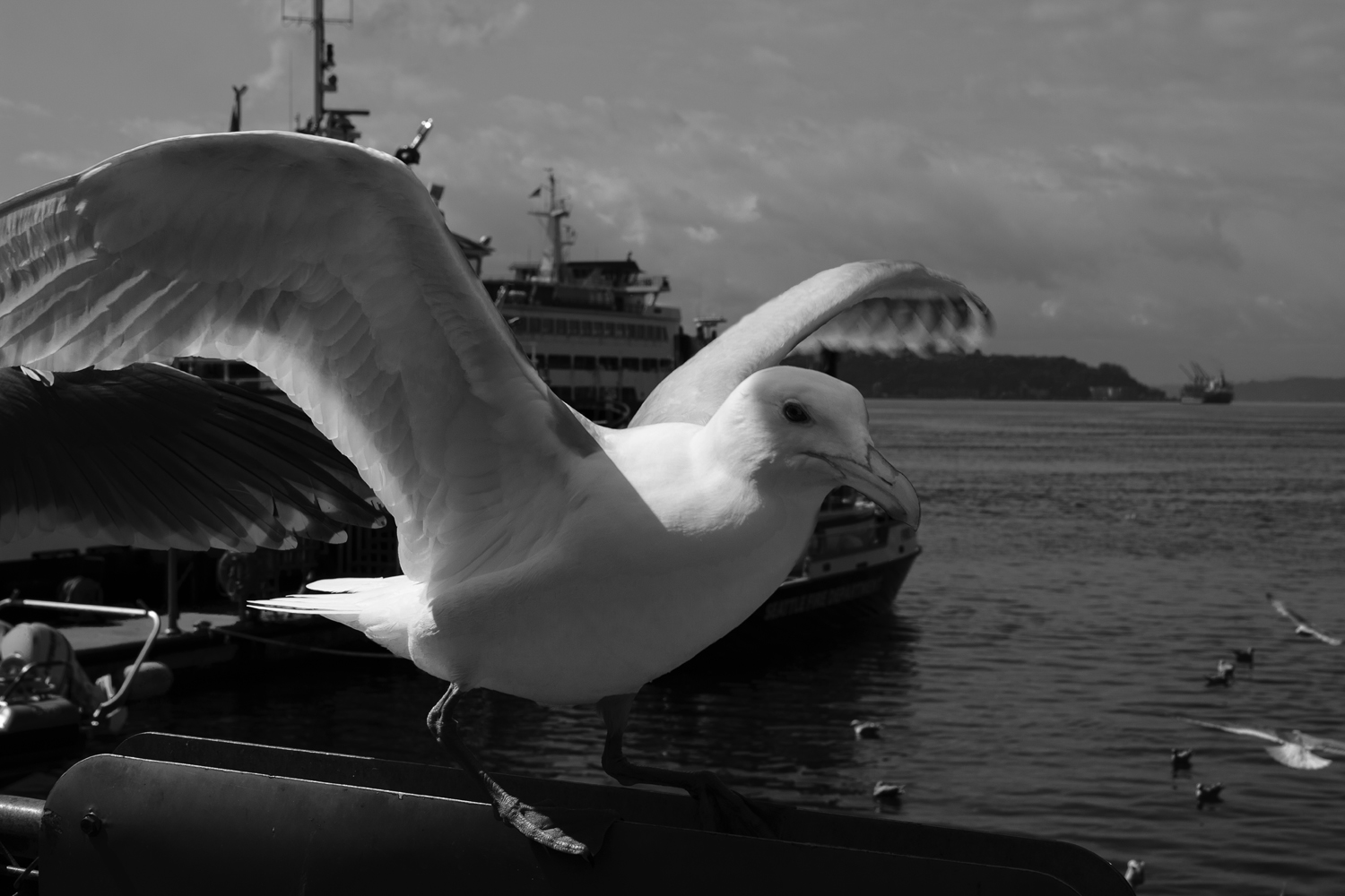 The Waterfront Gull