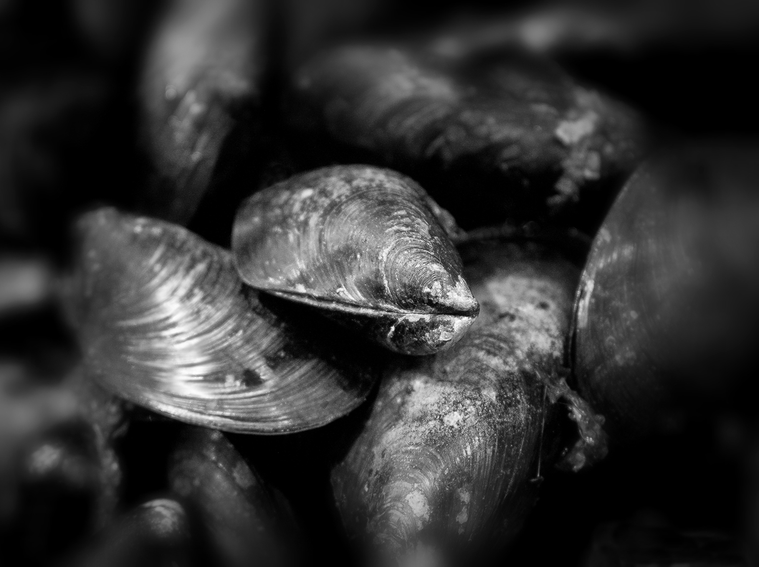 mussels-sqsp.jpg