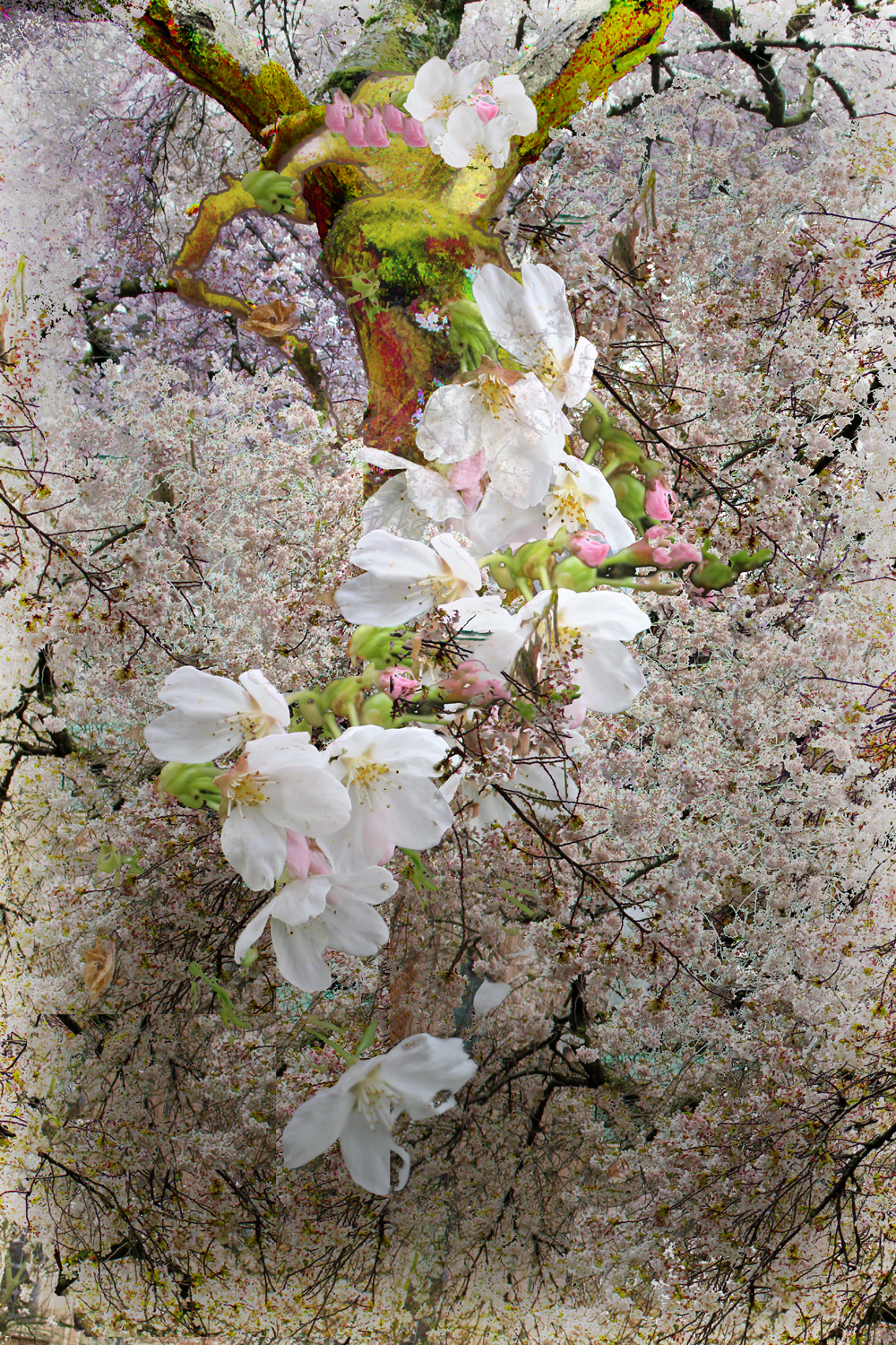 The Flowered Tree