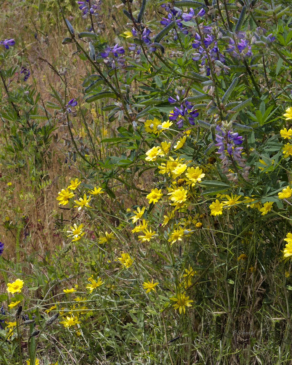 Wildflowers2