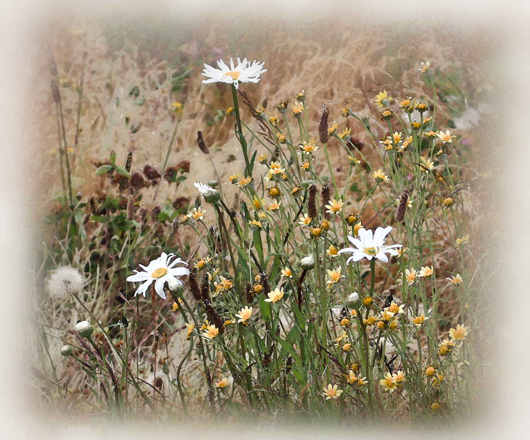 Wildflowers in the Meadow