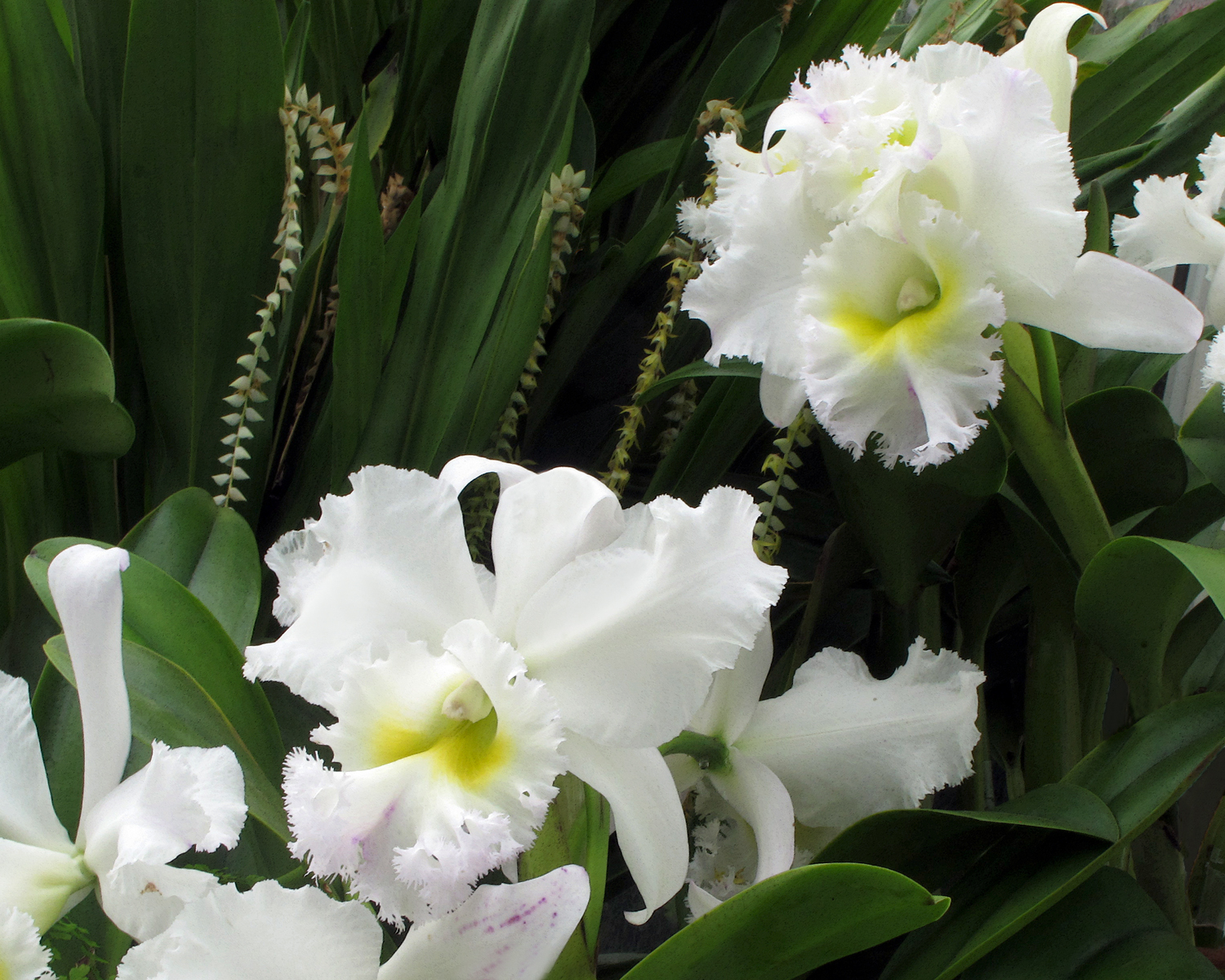 orchidsinwhuite-sqsp.jpg