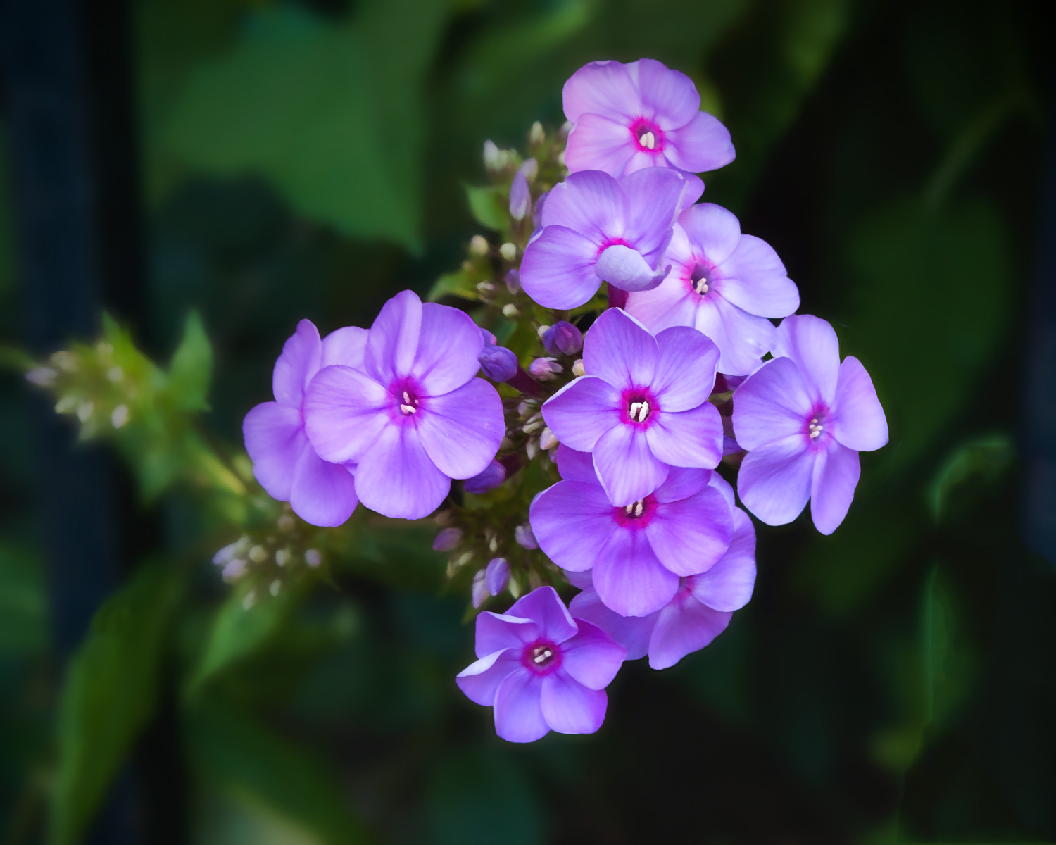 Little Mauve Flowers