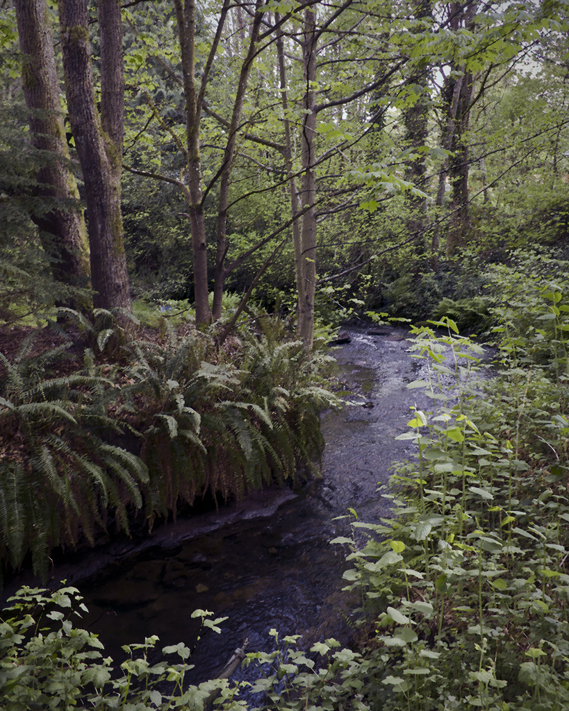 The Creek