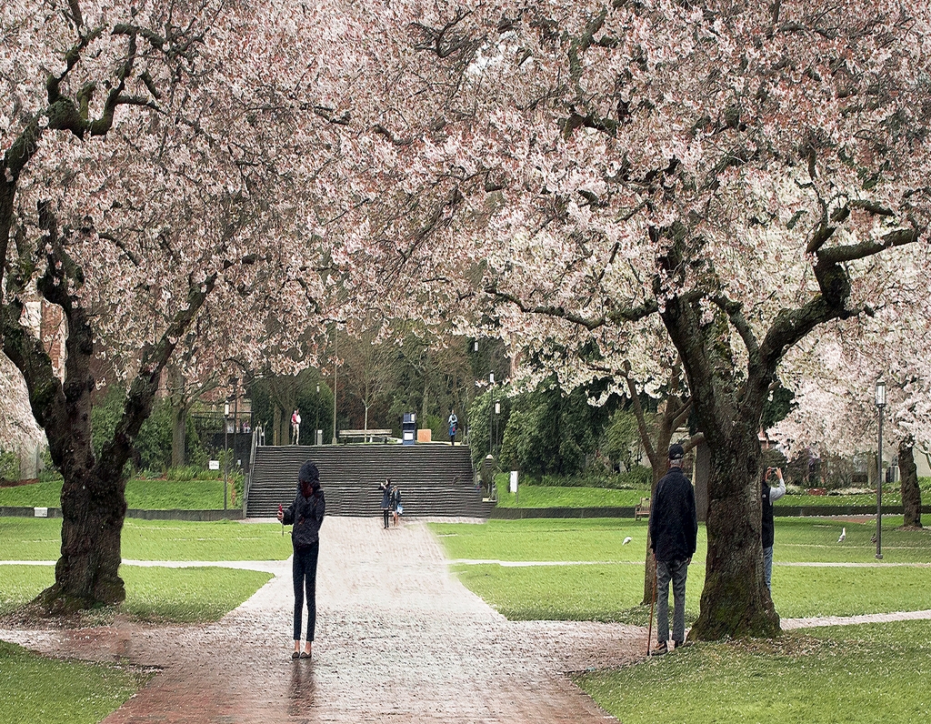 Cherry Blossom Time at the Quad