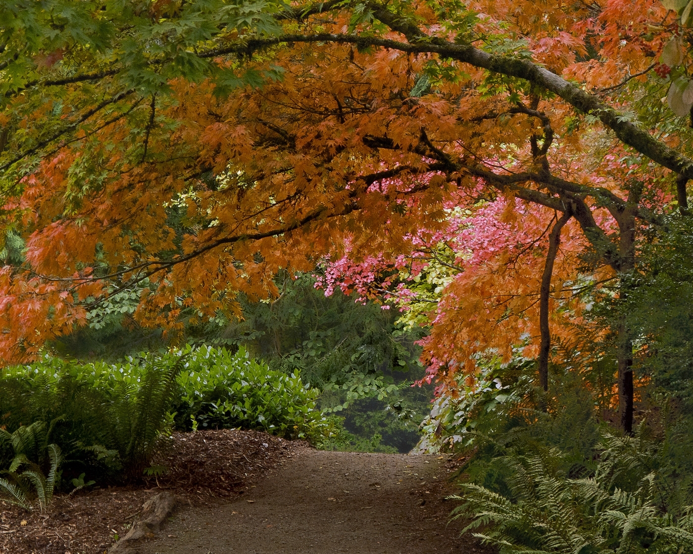 Texture of Seattle Autumn