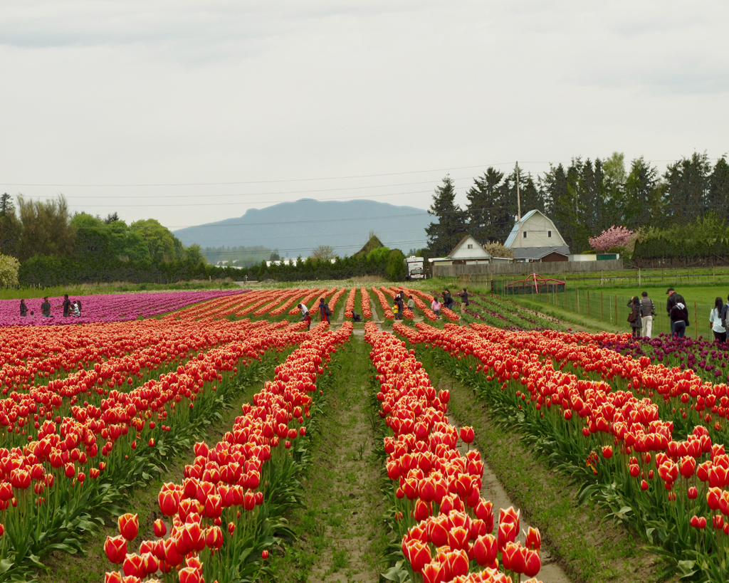 TulipFields-4g-v2-textured-sqsp.jpg