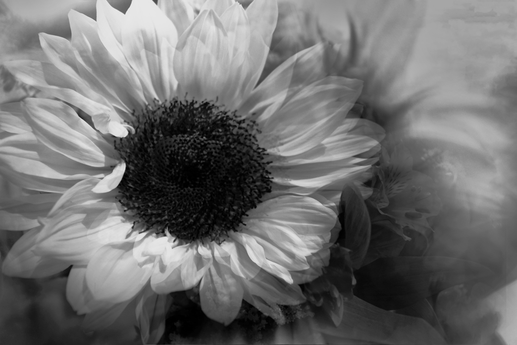 Sun Flower in Black and White