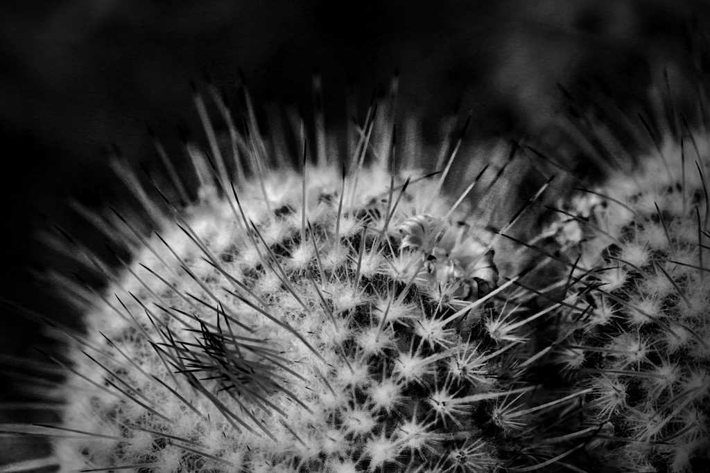 Spines and a Flower