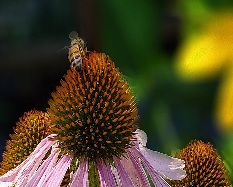 The Coneflower and the Bee