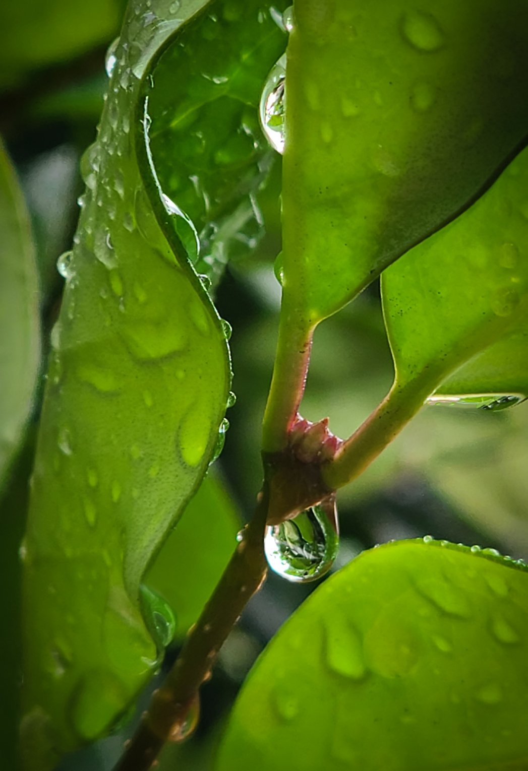 Raindrops For Spring