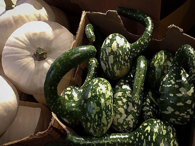 Green and White Gourds