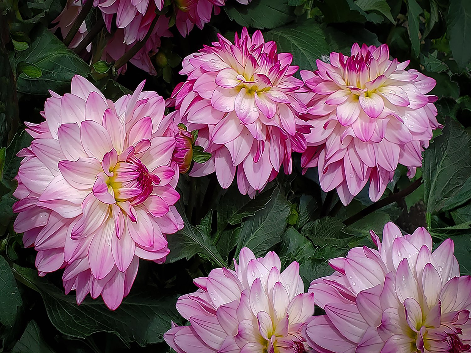 Pink Dahlias