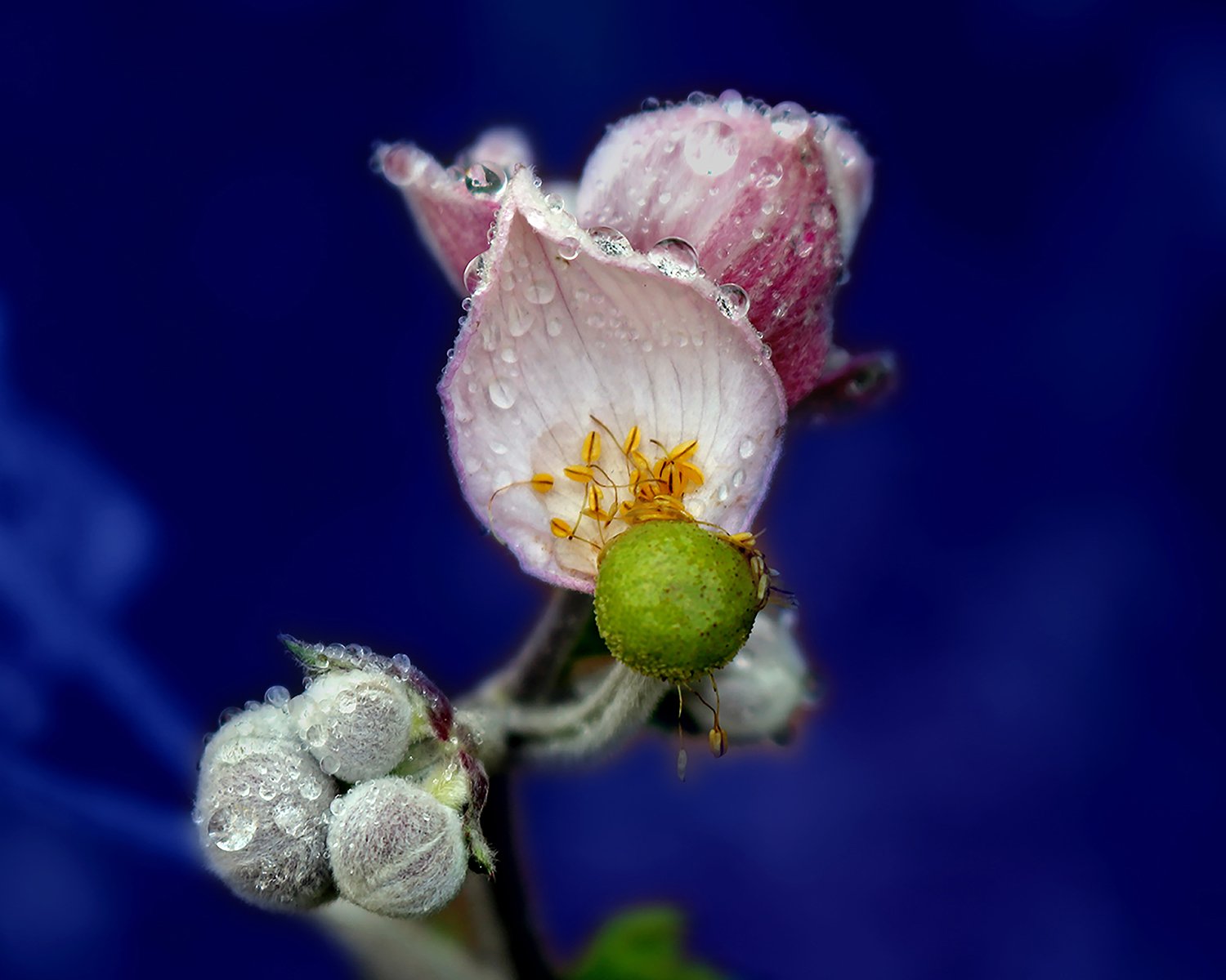 Emerging:  Flowers in the Rain