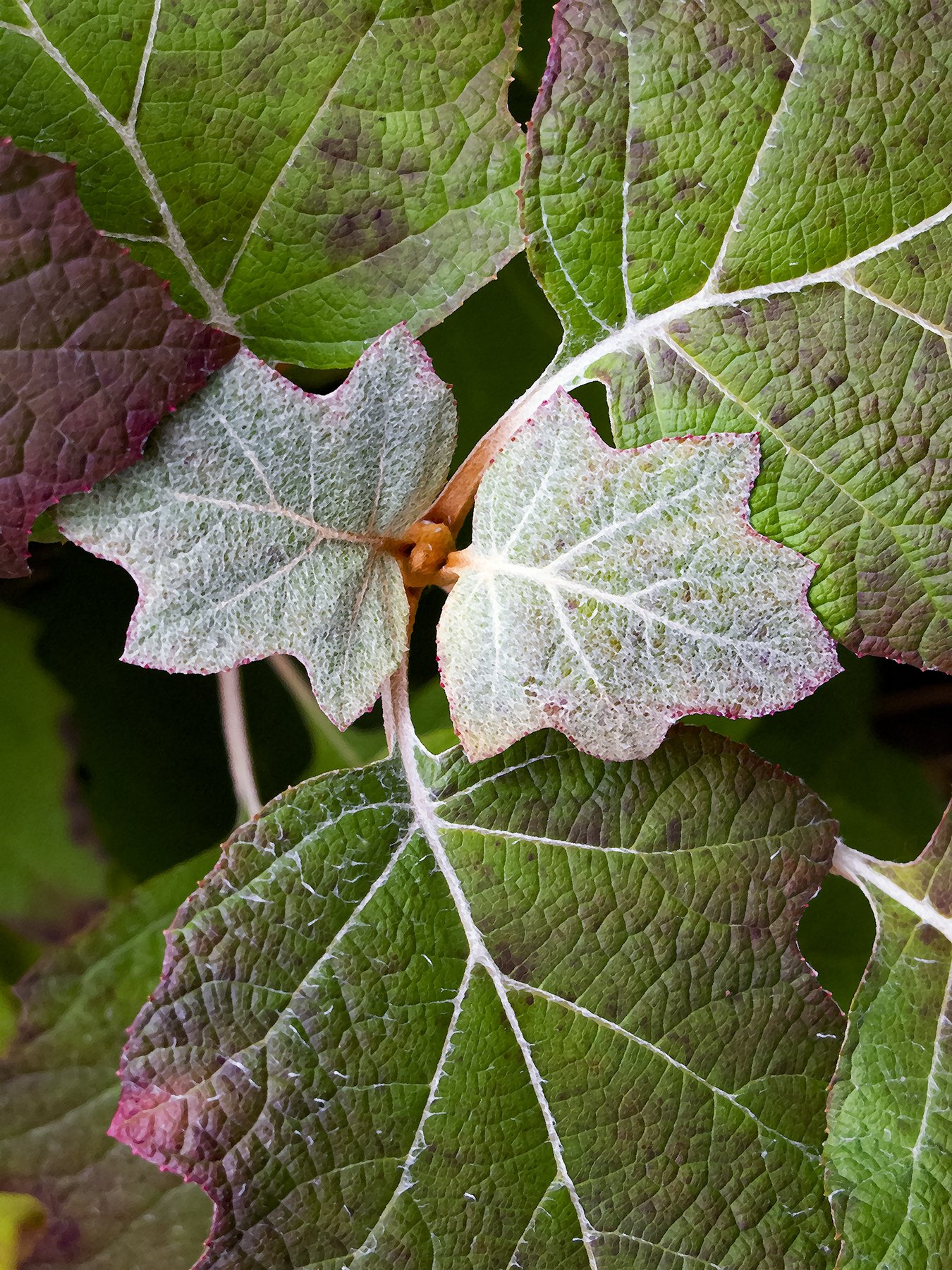 Leaves - Patterns and Texture