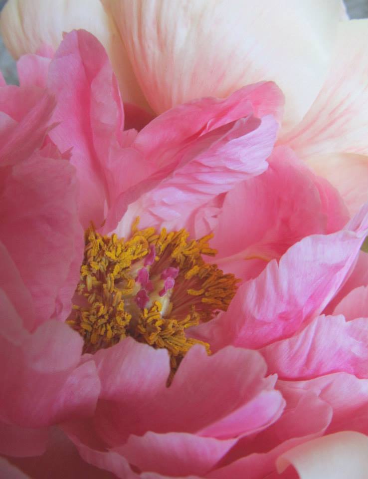 Peony