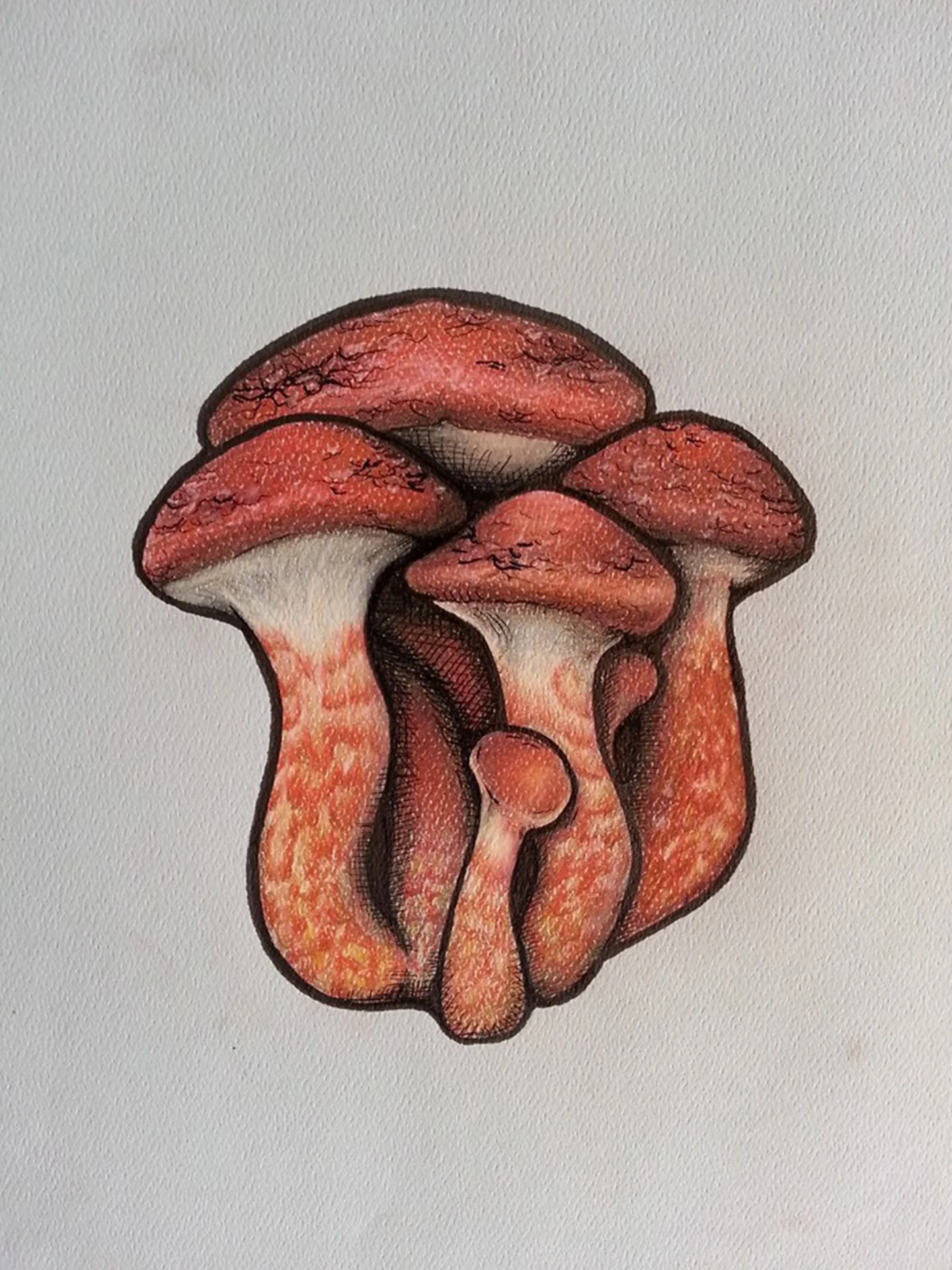 Painted Slipperycap