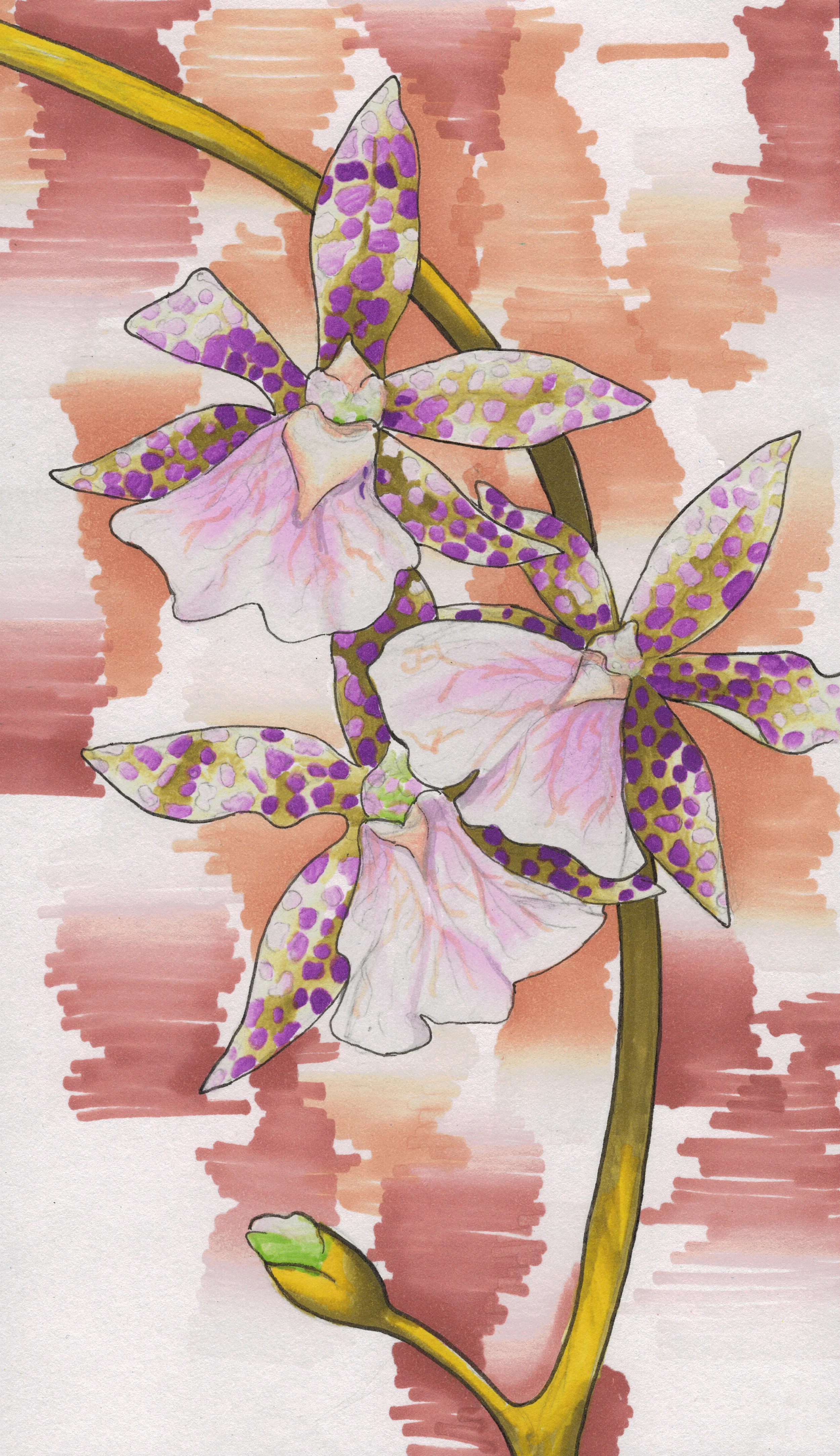 Orchid Study in Ink