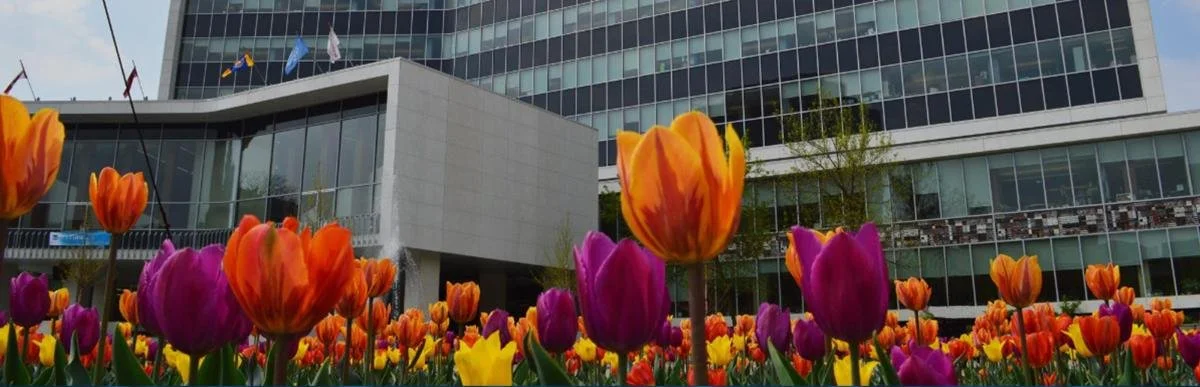 Homepage-CityHallTulips.jpg.jpeg