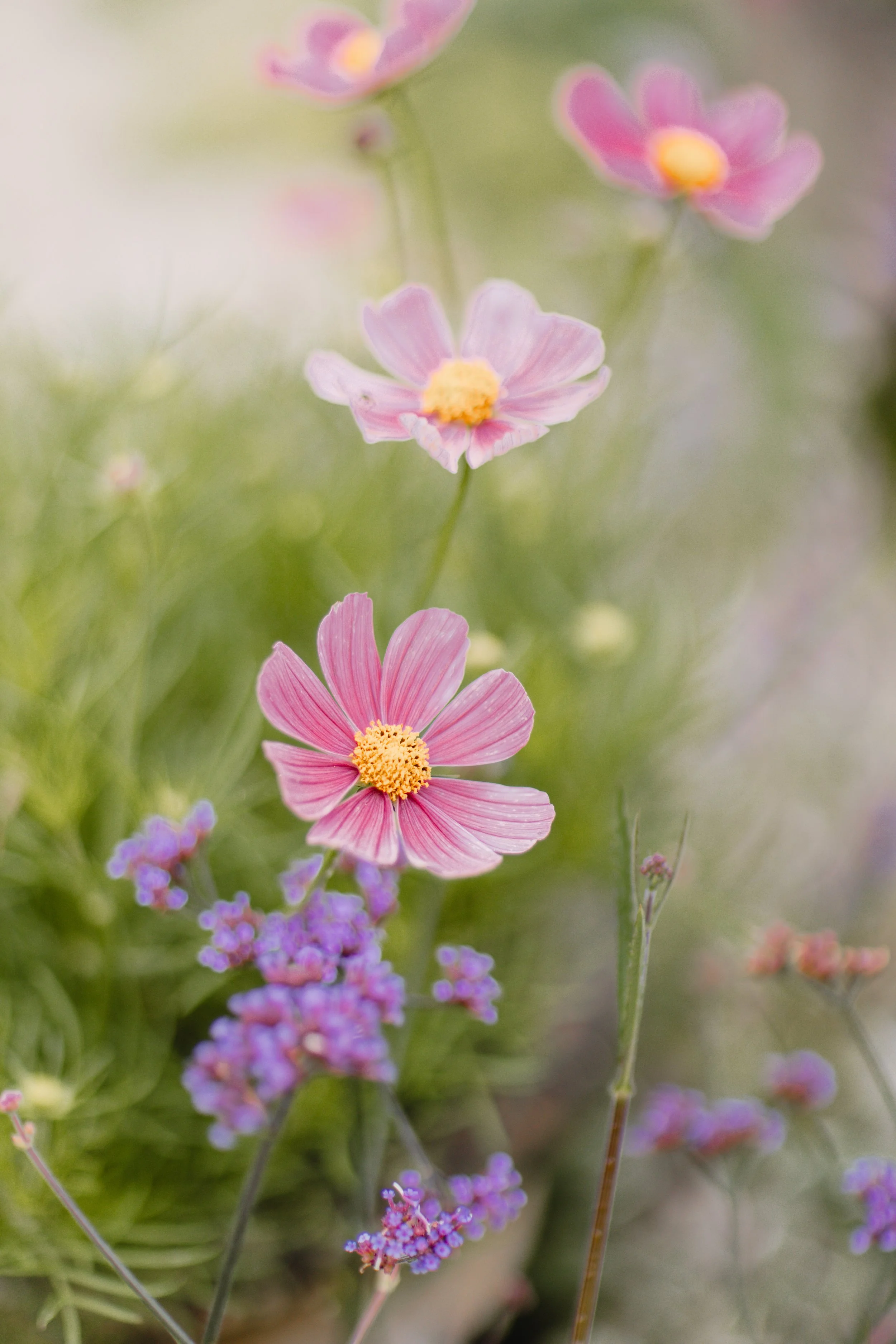 Cosmos