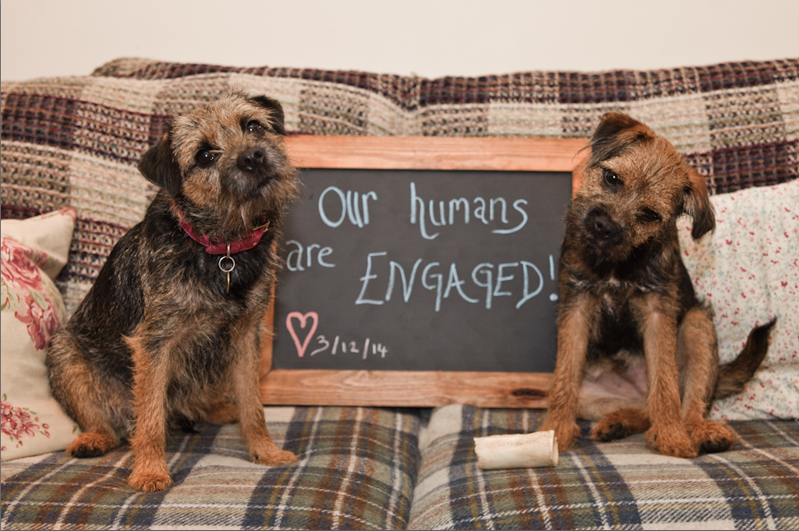dogsproposal.png