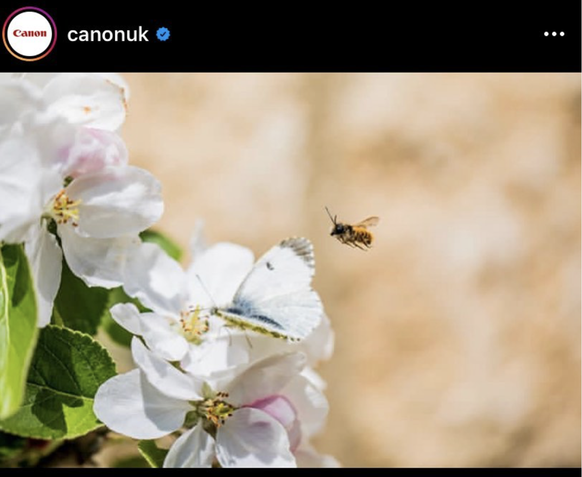 canon bee share.png