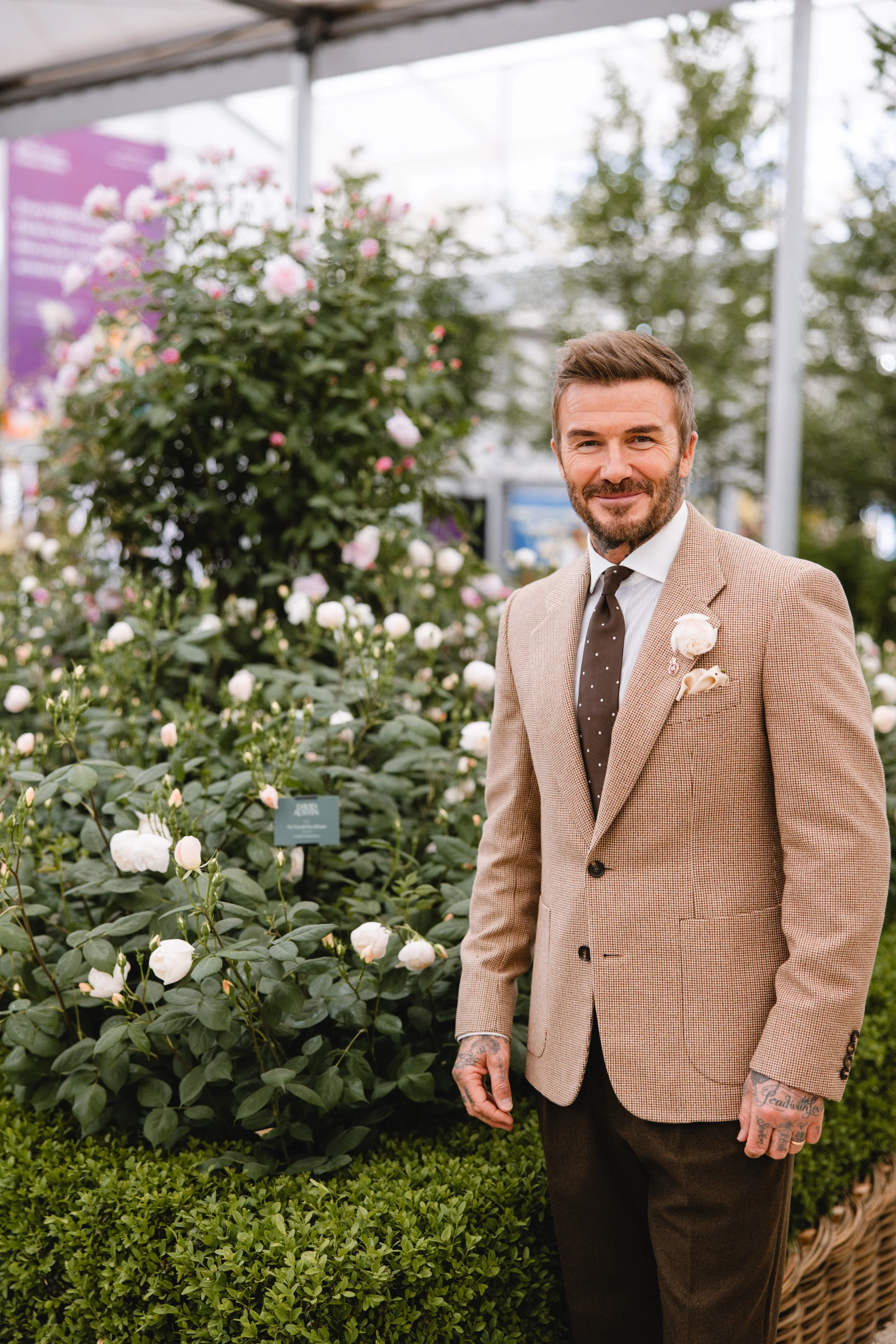 David Beckham Rose - David Austen