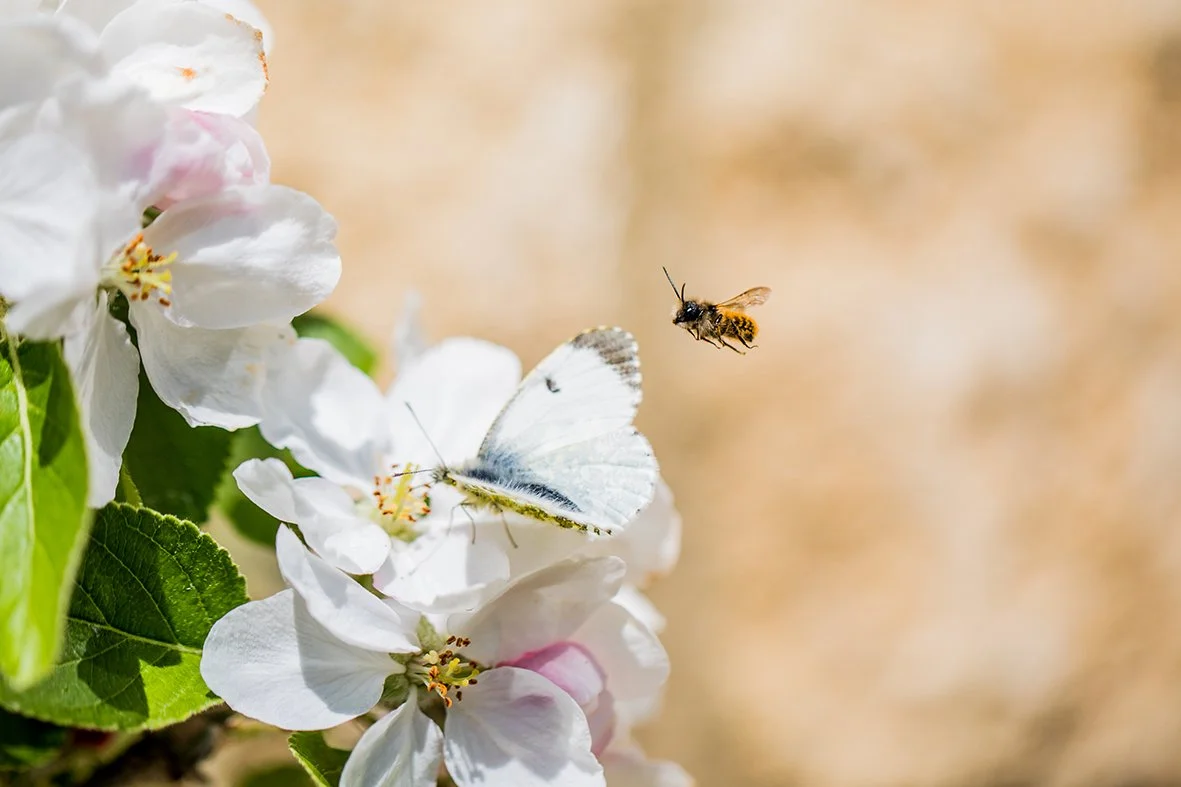 smallbumblebee.jpg