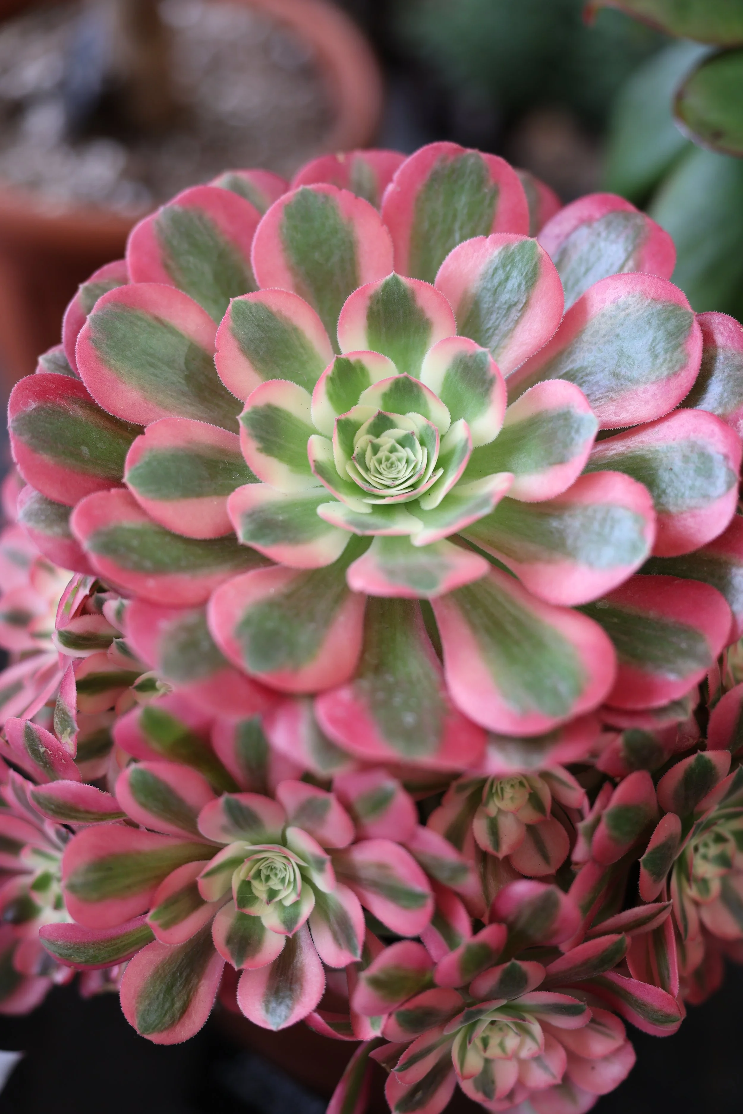 Aeonium 'Pink Witch'.JPG
