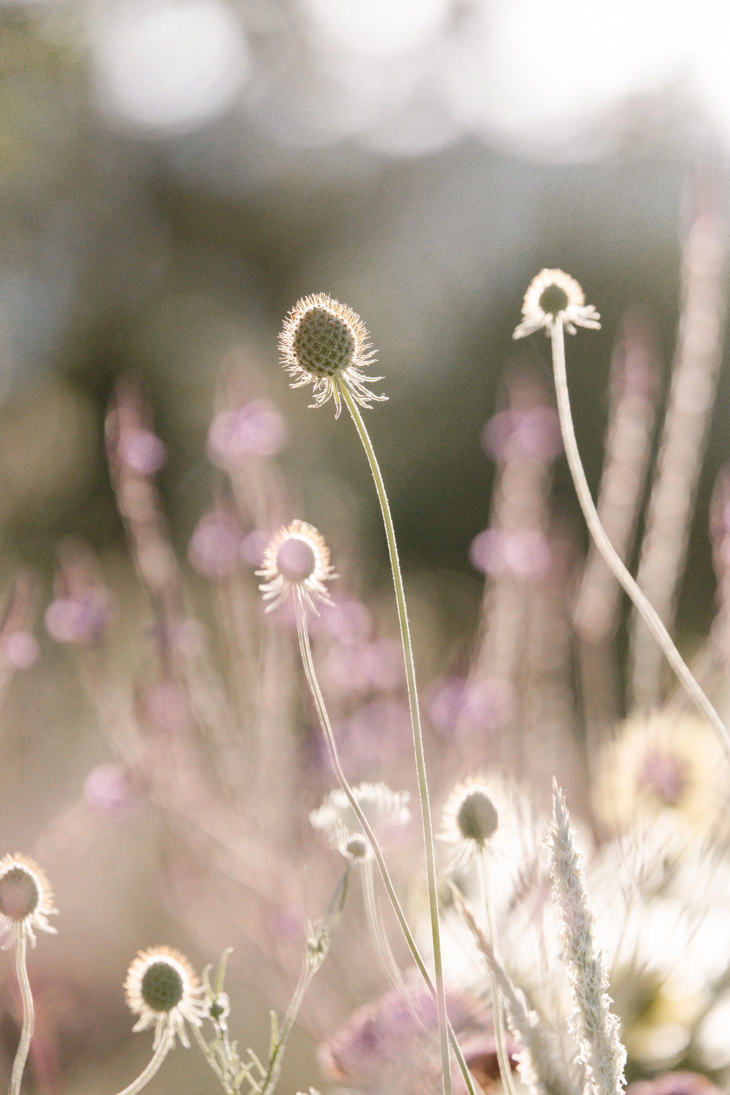 Scabiosa Ochroleuca