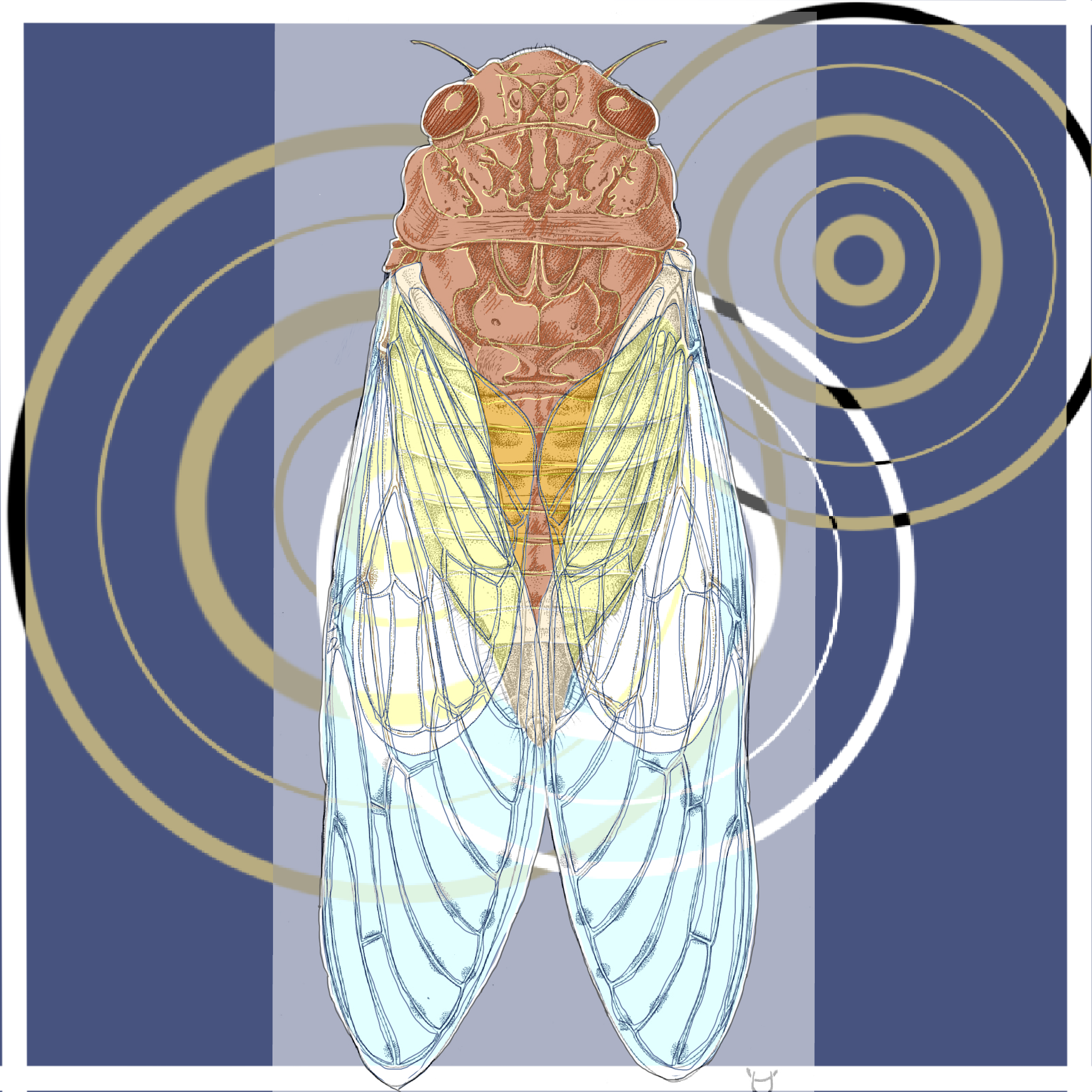 Cicada