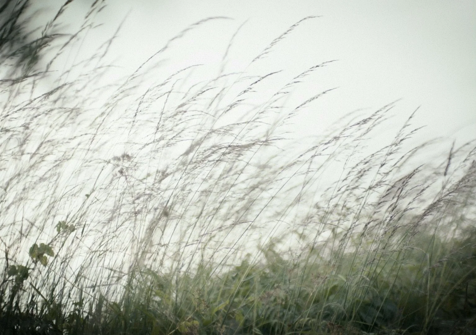 ANIMUS - A Short Film by Mark J. Blackman.00_09_11_13.Still035.jpg
