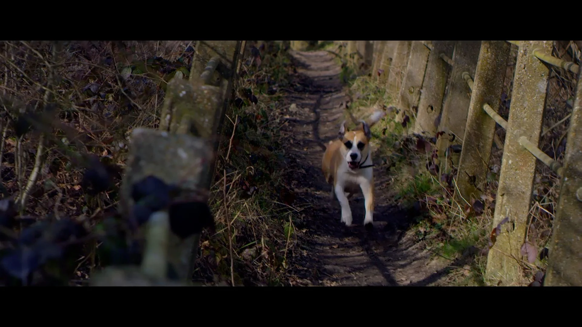 3927P Network Rail - Dogwalking Level Crossing-HD MP4.00_00_50_09.Still012.jpg