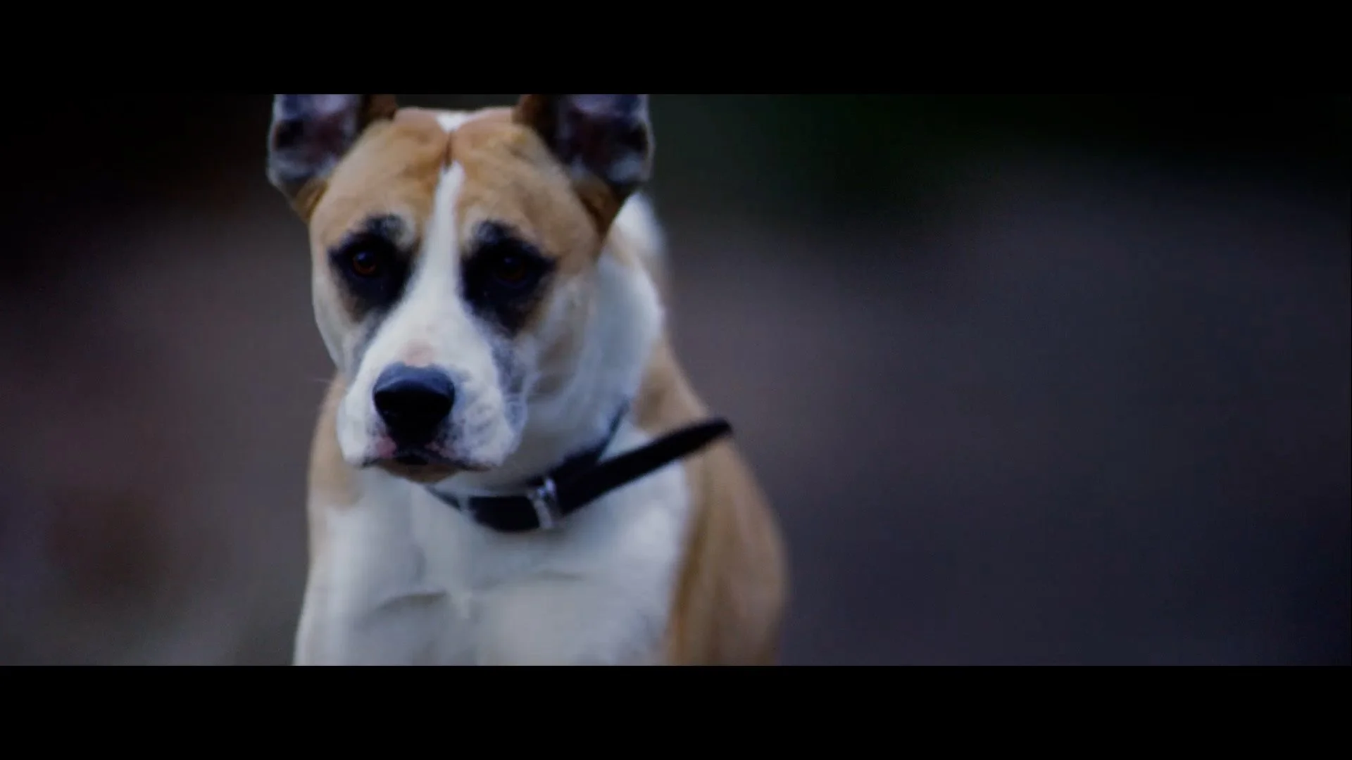 3927P Network Rail - Dogwalking Level Crossing-HD MP4.00_00_45_14.Still010.jpg