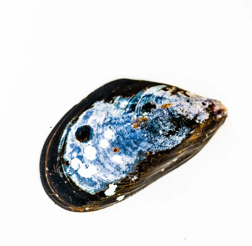 Blåskjell levetid Blåskjell levetid