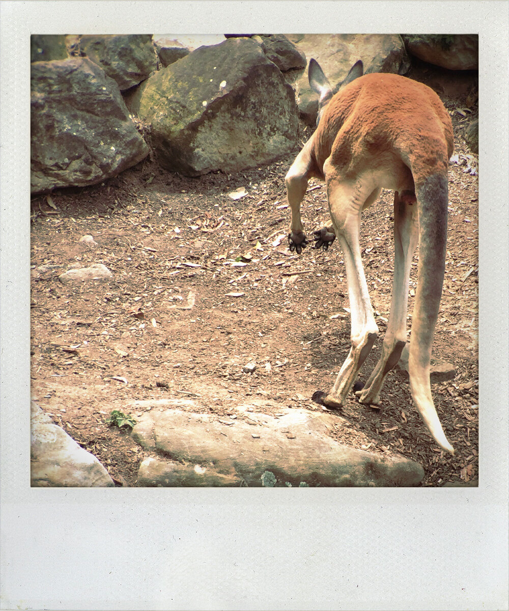 Taronga Zoo