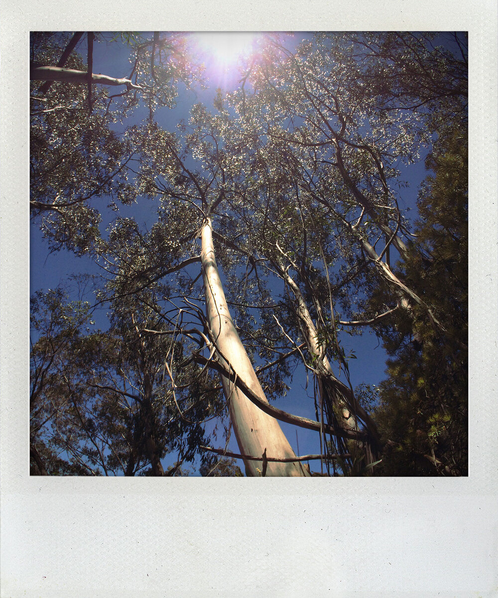Eukalyptus, Blue Mountains