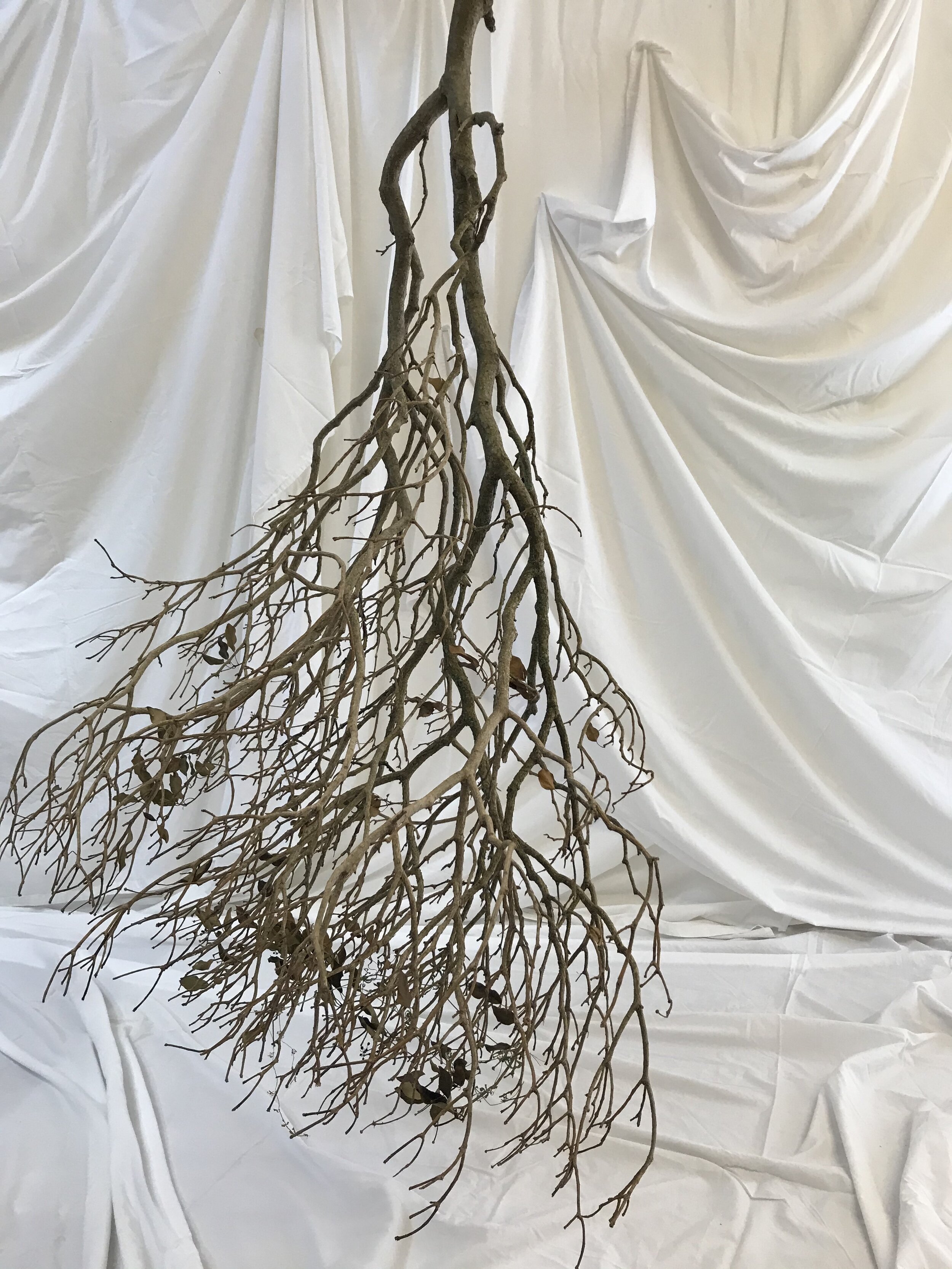 Branch Fold 3.jpg