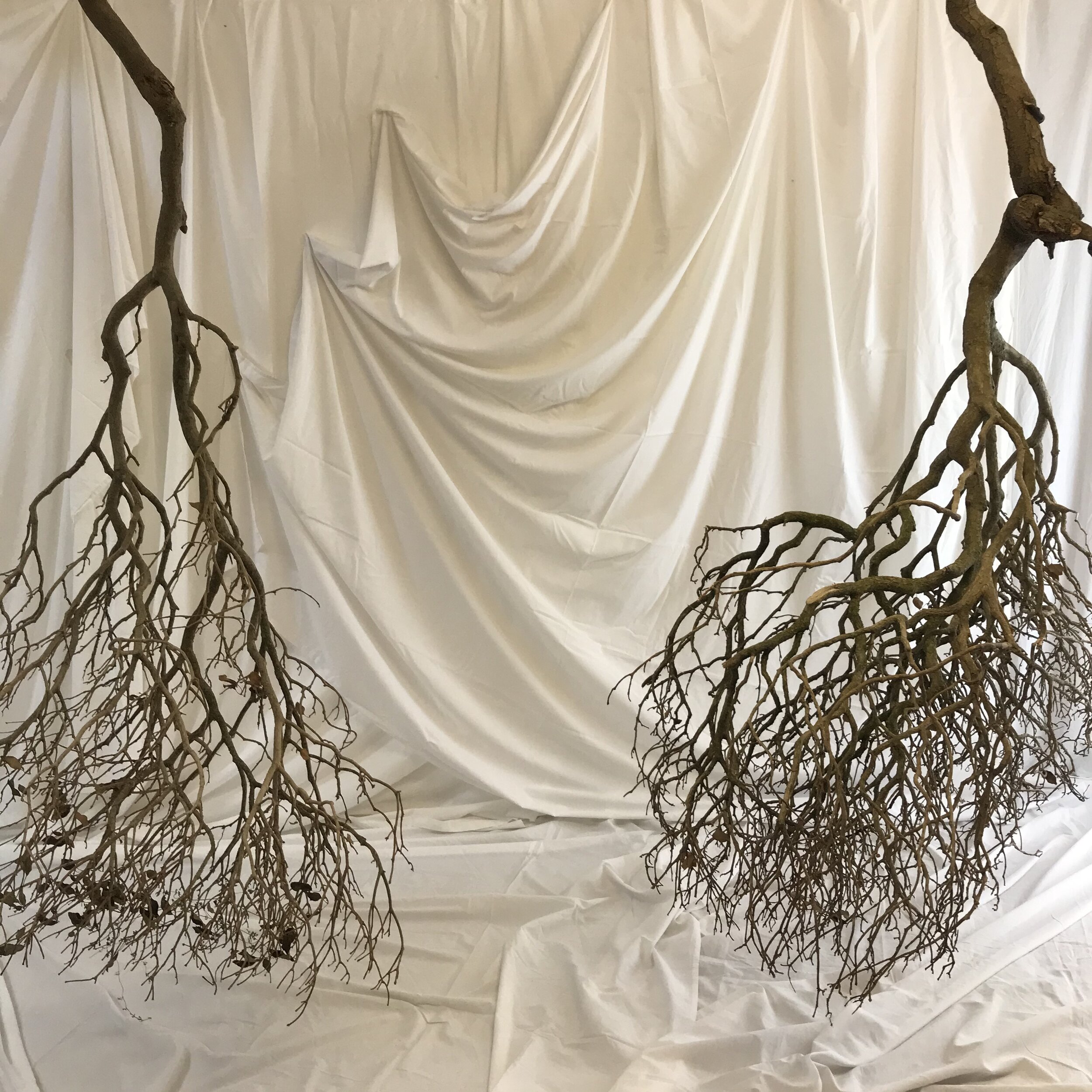 Trees Fold 1.jpg