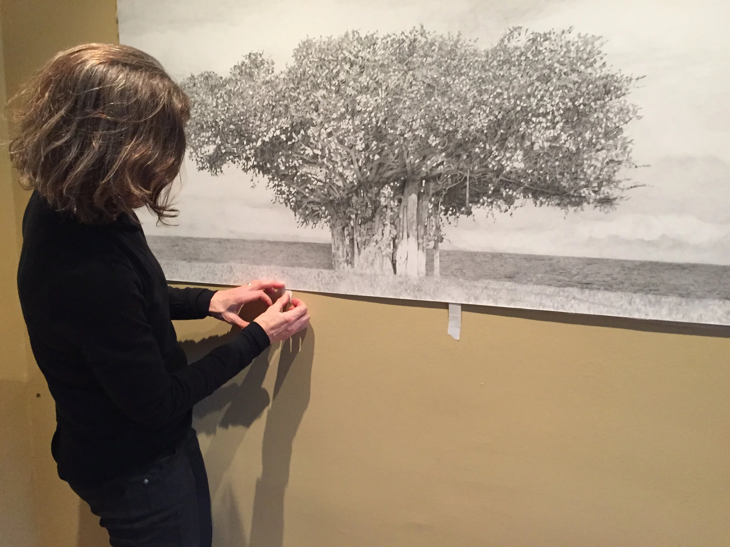 Banyan Tree, Magnetic Island, AU. 