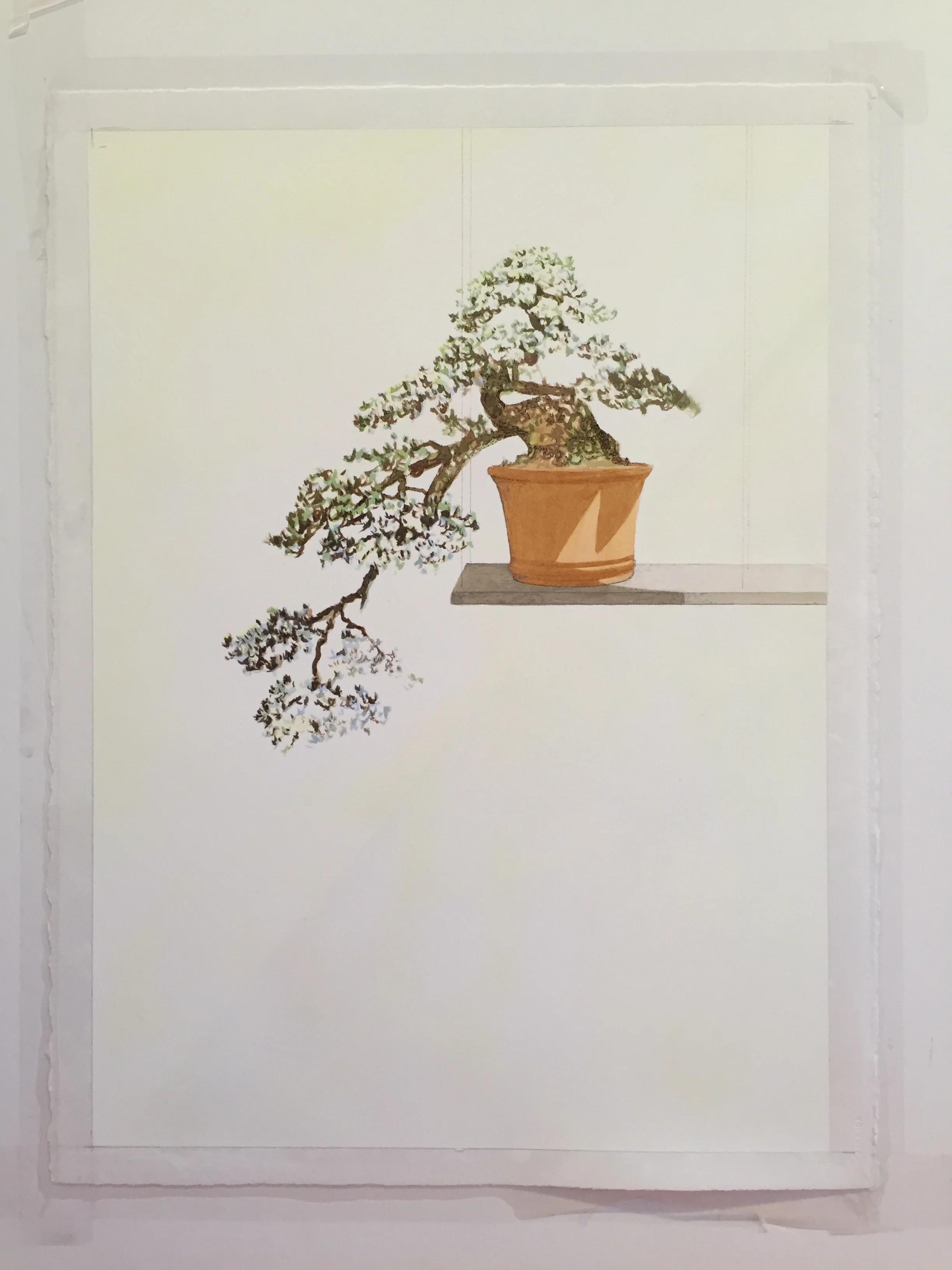 Always fascinated by Bonsai trees