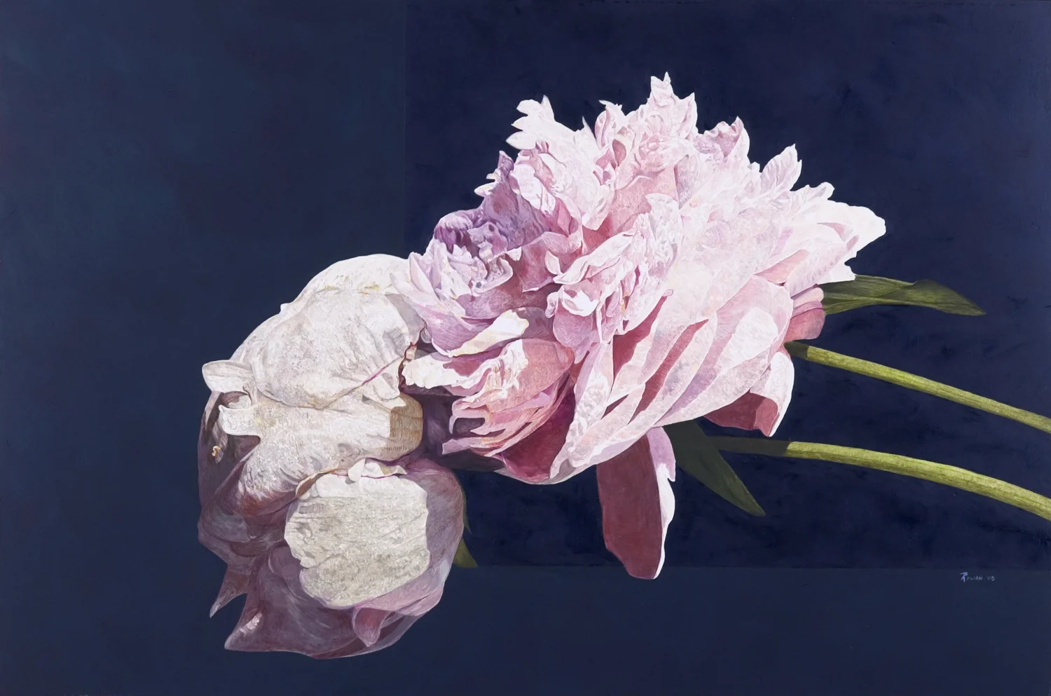 Peonies Oil on panel 24 x 36