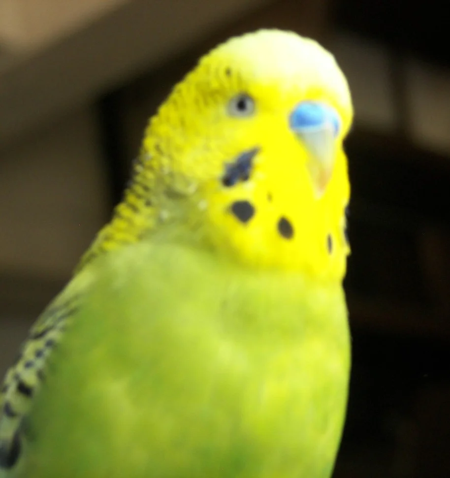billy edited.jpg